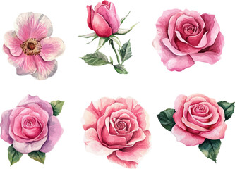 Botanical Watercolor Pink Rose