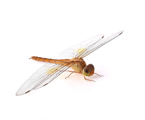 Thai dragonfly, Chlorogomphus, Cordulegaster on white background