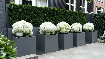 Modern gray planter boxes filled with large white hydrangeas.