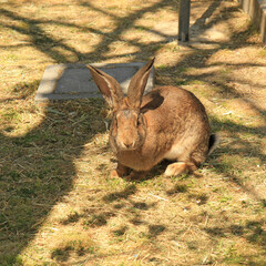 Brown rabbit in sunny outdoor environment with long ears.