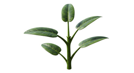 Isolated Ficus Leaves