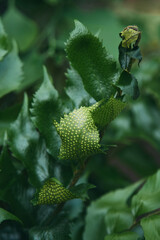 close-up of a plant with green leaves