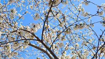 Beautiful spring scenery video of Korea where branches of white cherry blossom trees in full bloom under the blue sky are scattered in the spring breeze