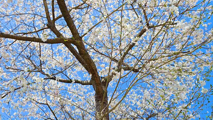 Beautiful spring scenery video of Korea where branches of white cherry blossom trees in full bloom under the blue sky are scattered in the spring breeze
