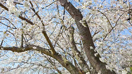 Beautiful spring scenery video of Korea where branches of white cherry blossom trees in full bloom under the blue sky are scattered in the spring breeze