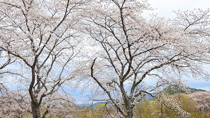 Naklejka premium Beautiful spring scenery video of Korea where branches of white cherry blossom trees in full bloom under the blue sky are scattered in the spring breeze