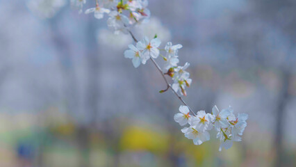 Beautiful spring scenery video of Korea where branches of white cherry blossom trees in full bloom under the blue sky are scattered in the spring breeze