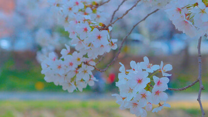 Beautiful spring scenery video of Korea where branches of white cherry blossom trees in full bloom under the blue sky are scattered in the spring breeze