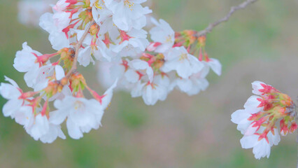 Beautiful spring scenery video of Korea where branches of white cherry blossom trees in full bloom under the blue sky are scattered in the spring breeze