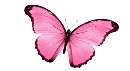 Isolated Pink Butterfly