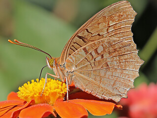 Obraz premium Beautiful butterfly, butterfly on flower, butterfly in spring