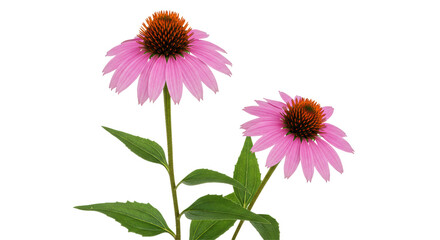 Isolated Echinacea Flowers