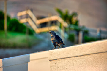Fototapeta premium Tristram's starling , Dead Sea starling, bird standing on a wall near the shore