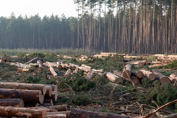 Cut pine trees scattered in timberland under soft evening light. Pine trees have been cut down and...
