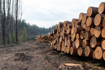 Cut pine tree logs stacked in deforested area ready for processing. Stacked cut pine logs in a...