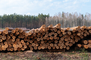 Cut pine tree logs stacked in deforested area near forested land. Cut pine logs are neatly stacked...