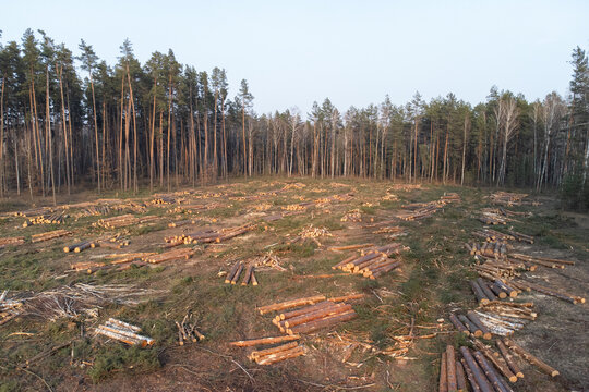 Aerial view of recently cut pine forest with logs and tree debris. Aerial perspective reveals a cleared area of pine forest with logs scattered around