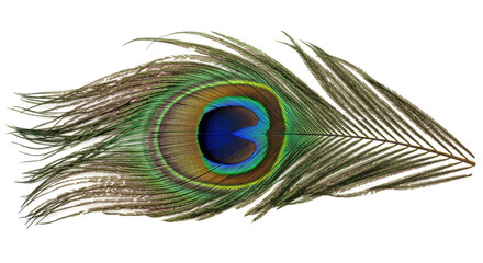 Isolated Peacock Feather