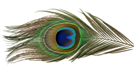 Isolated Peacock Feather