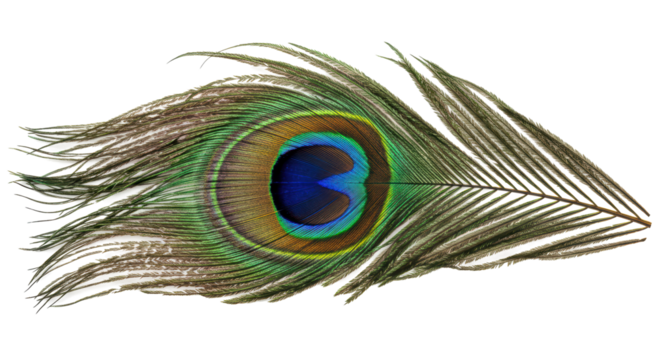 Isolated Peacock Feather
