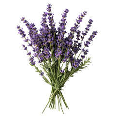 Lavender bouquet floral arrangement cutout background studio setting close-up view natural beauty concept