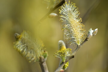 Les bougeons au printemps