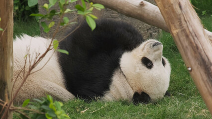 Fun giant panda bear lies down