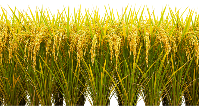 Rice field agriculture crop paddy grain food farming harvest asian plant cereal cultivation land nature