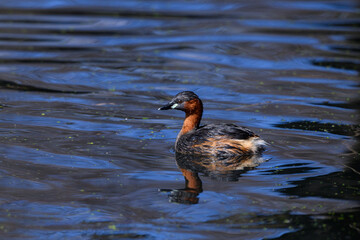 A dabchick swimming in a pond