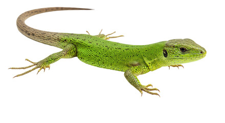 Isolated Green Lizard