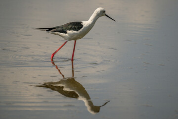 A black winged stilt wading through a pool