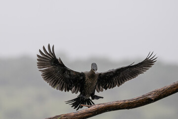 A reed cormorant about to land on a branch