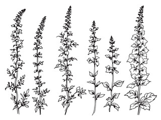 Foxglove line art in delicate black and white  © Nazma Begum