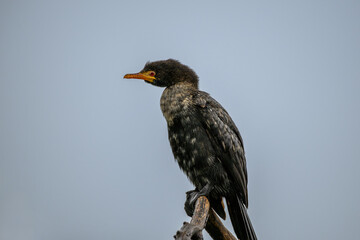 A reed cormorant perched on a branch