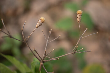 A close-up of dried wildflower remnants on a slender branch, capturing the delicate beauty of nature's transition from bloom to wither.