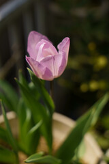 淡いピンクのチューリップ