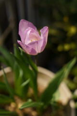 淡いピンクのチューリップ