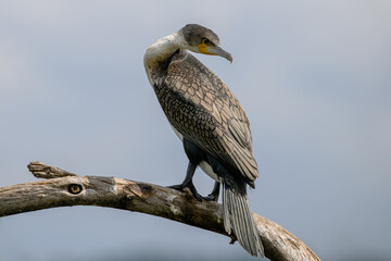A white breasted cormorant perched on a branch