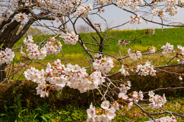 春の陽気でかがやくソメイヨシノ