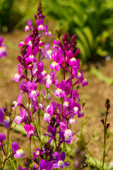 春の日差しを浴びて咲くミツバツツジ