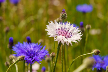 春に咲く青と白い色の矢車菊