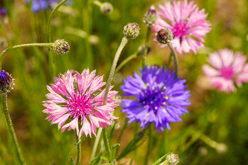 春に咲く青と白い色の矢車菊