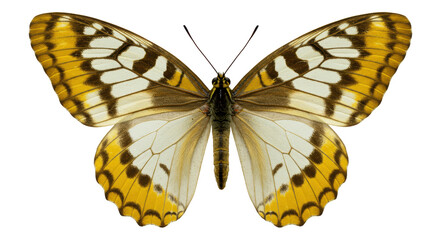 Isolated Butterfly