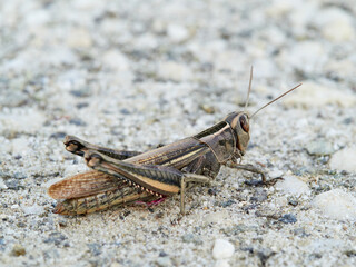 White Banded Grasshopper. Lamenting Grasshopper Eyprepocnemis plorans.