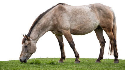 A horse grazing peacefully, isolated on a transparent background 