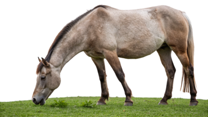 A horse grazing peacefully, isolated on a transparent background 