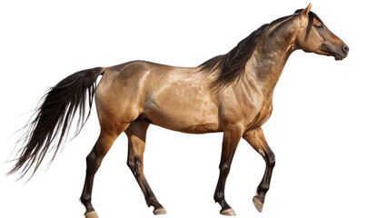 Obraz premium A horse standing proudly with a flowing mane and tail, isolated on a transparent background 