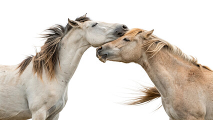 Obraz premium Two horses nuzzling each other, isolated on a transparent background.