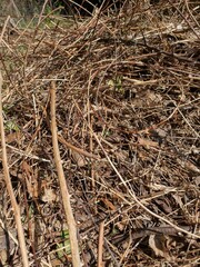 Overgrown Dried Garden Grass brambles and dried branches piles ready for bonfire