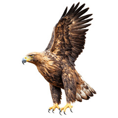 Obraz premium Golden eagle beak 3d art illustration transparent background isolated png stock